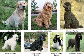 Understanding Poodle and labrador retriever Dogs Price and Value